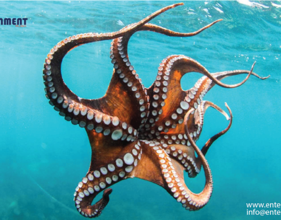 Counting Octopus 'Rings' is Crucial: Insights from U.S. Records