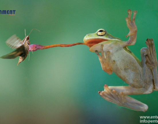 Humans Unable to Hear the Screams of These Frogs