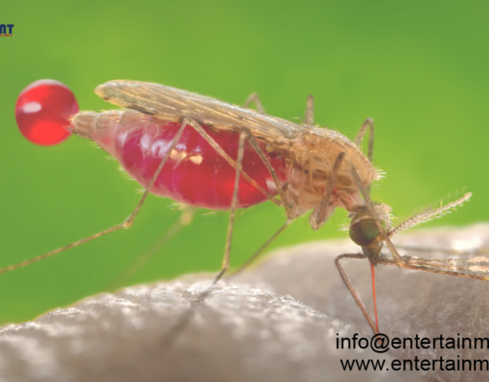 Challenges in Malaria Eradication Efforts: The Persistence of Parasitic Evasion from Rapid Diagnostic Tests