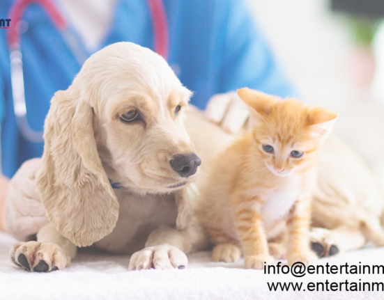 Revealing the Silent Peril: Antibiotic Resistance in Your Home with Pets