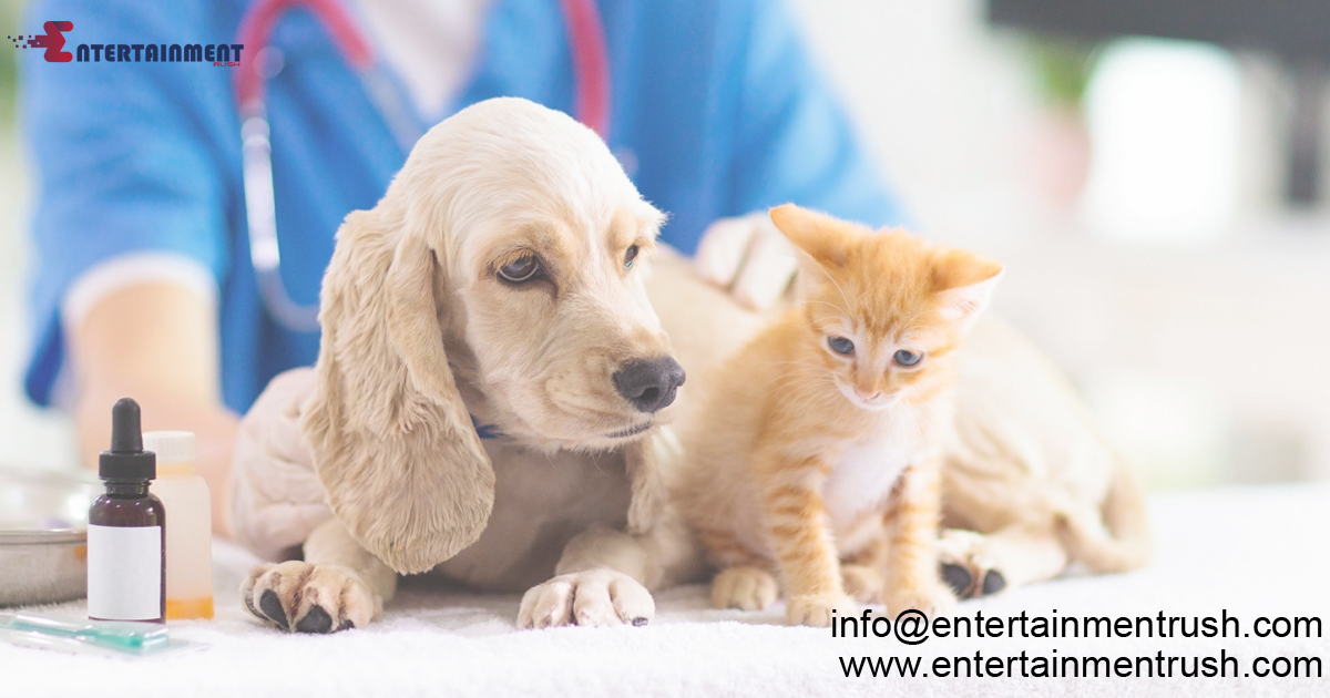 Revealing the Silent Peril: Antibiotic Resistance in Your Home with Pets