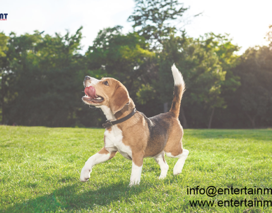 International Guide Dog Day