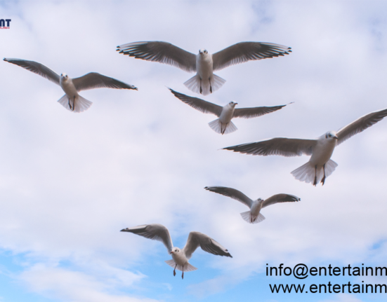 50 Years Ago, Scientists Wondered How Birds Find Their Way Home