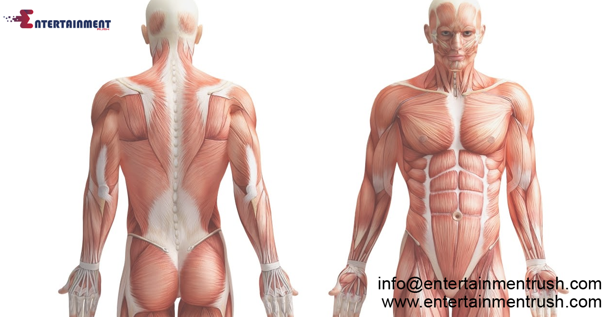 Exploring the Wonders of the Human Body: An Introduction to Anatomy and Physiology