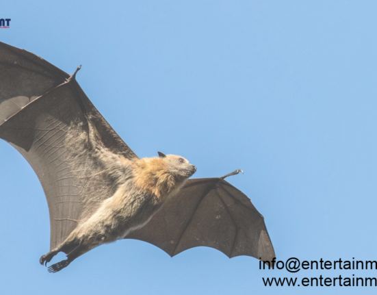 The Secret Life of Bats