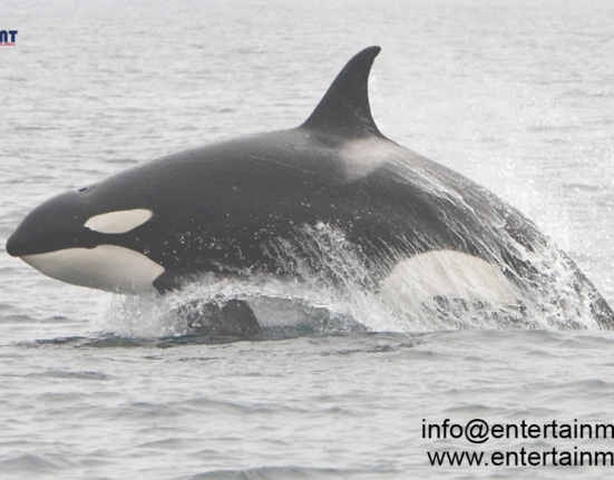 Discover 5 Prime Spots for Winter Whale Watching along the West Coast