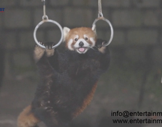 Nighttime Zoo Experiences for Adults across the U.S.