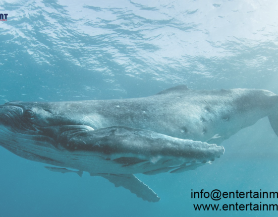 Belugas may communicate by warping a blob of forehead fat: Whales in captivity can mold their “melon” into at least five different shapes