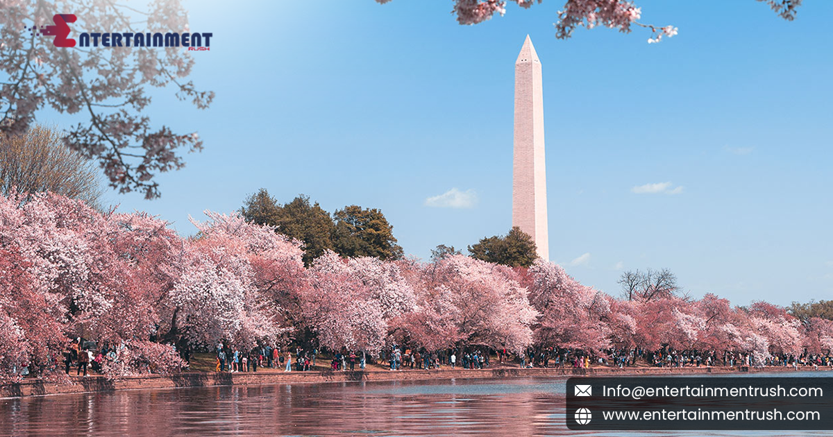 Springtime Splendor: Celebrating Cherry Blossom Festivals
