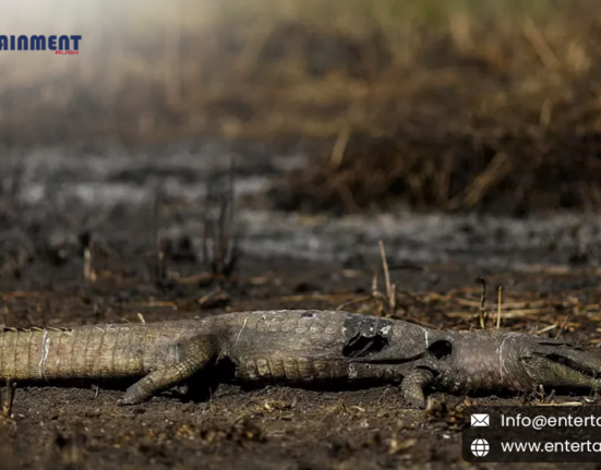 Is the World's Largest Wetland Burning and Endangering Rare Animals?