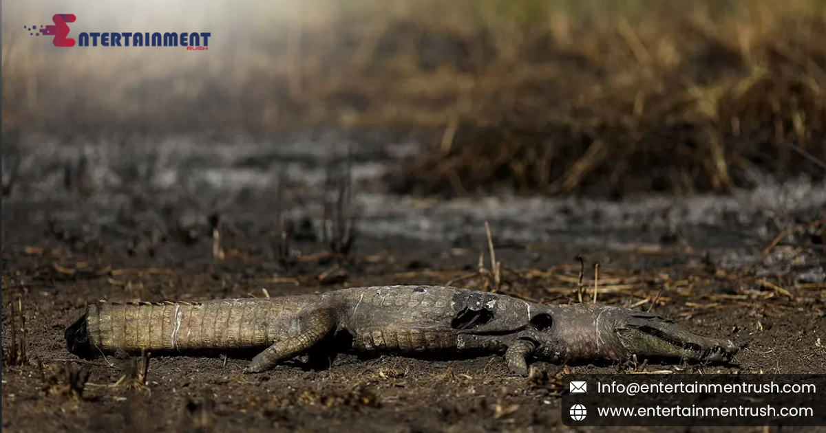 Is the World's Largest Wetland Burning and Endangering Rare Animals?