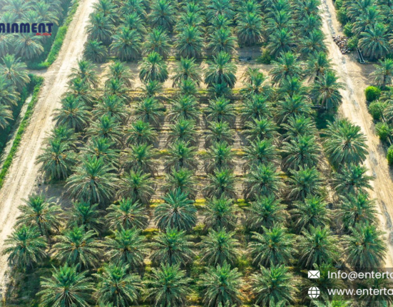 Large and Diverse Tree Islands Enhance Native Tree Diversity in Oil Palm Landscapes